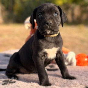 Cane Corso Italiano Welpe kaufen