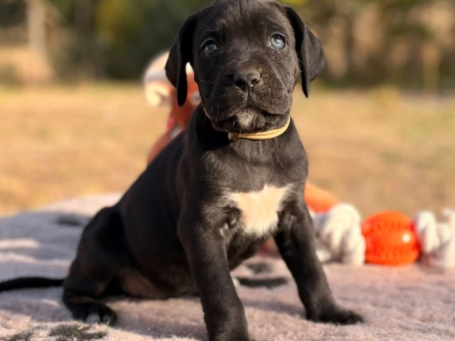 Cane Corso Italiano Welpe kaufen