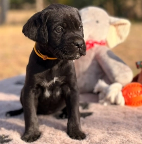 Cane Corso Italiano Welpe kaufen