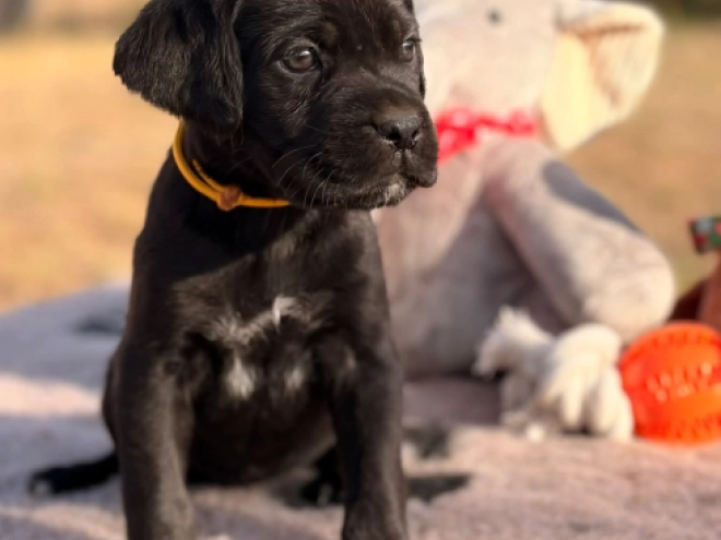 Cane Corso Italiano Welpe kaufen