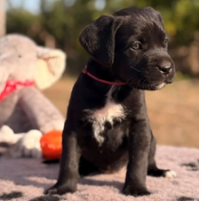 Cane Corso Italiano Welpe kaufen