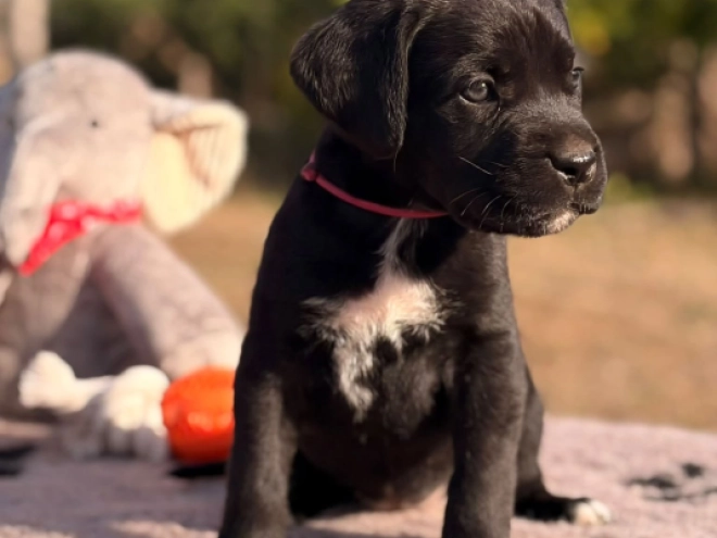 Cane Corso Italiano Welpe kaufen