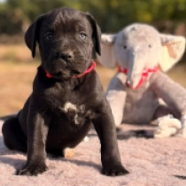 Becca, black with markings Cane Corso Italiano Welpen kaufen