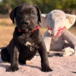 Cane Corso Italiano Welpe kaufen