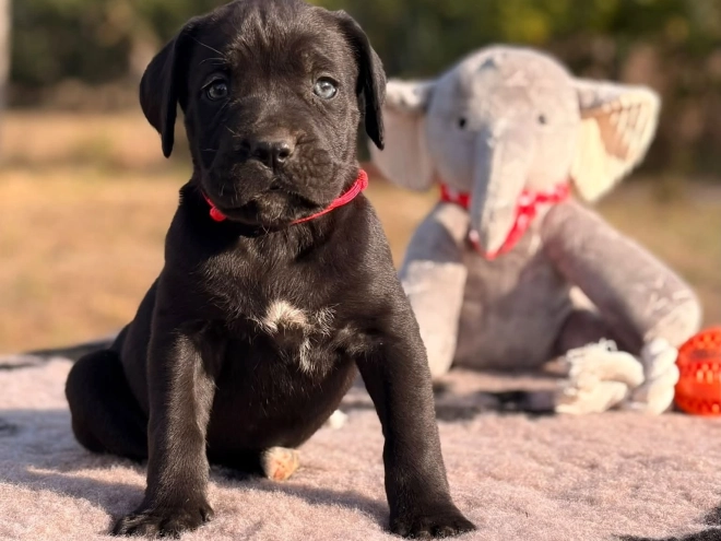 Cane Corso Italiano Welpe kaufen