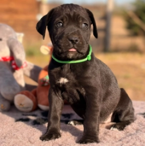 Cane Corso Italiano Welpe kaufen