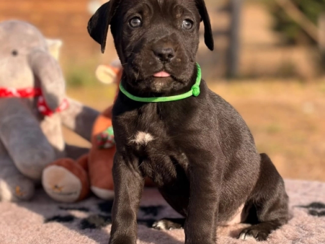 Cane Corso Italiano Welpe kaufen