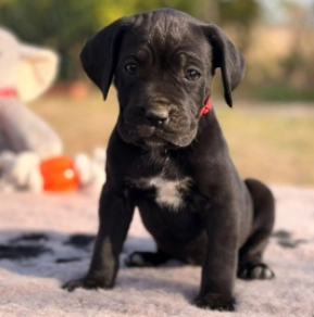 Cane Corso Italiano Welpe kaufen