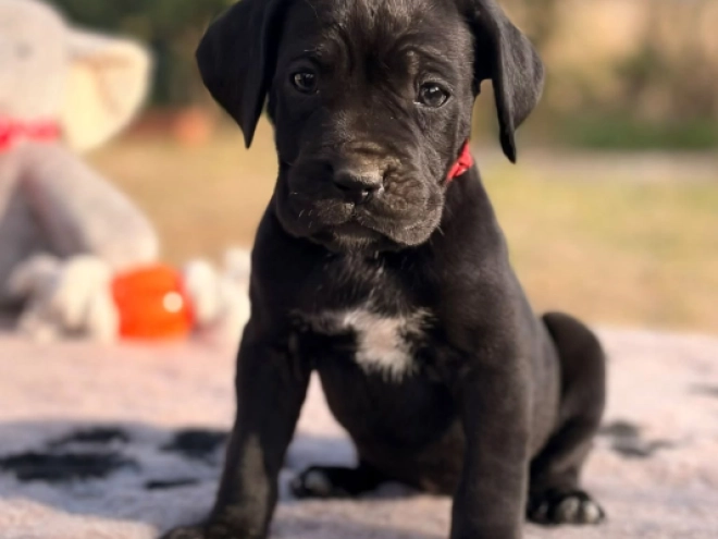Cane Corso Italiano Welpe kaufen