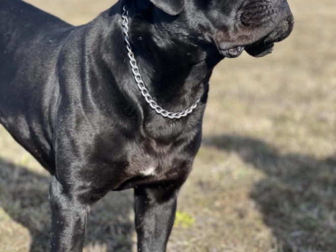 Cane Corso Italiano Welpe kaufen
