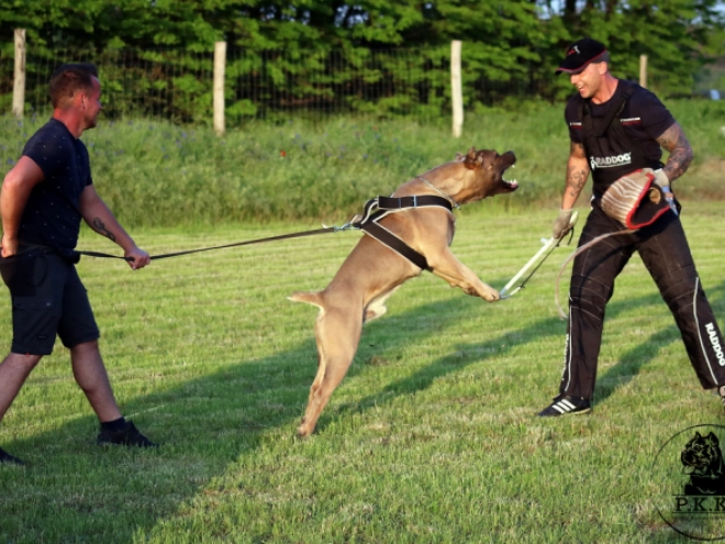 Cane Corso Italiano Welpe kaufen