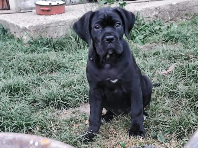 Cane Corso Italiano Welpe kaufen