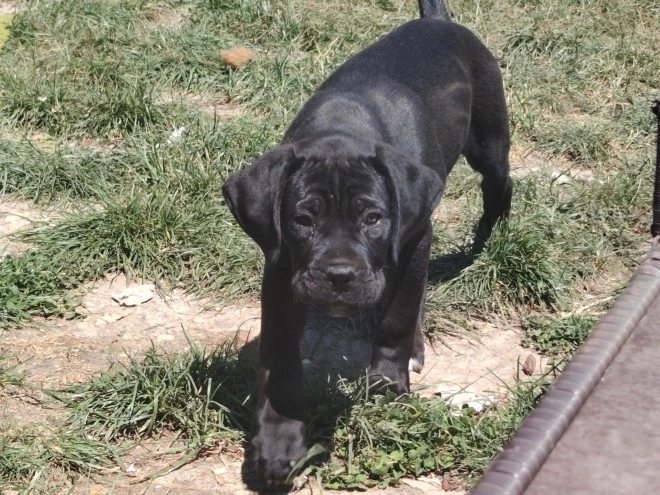 Cane Corso Italiano Welpe kaufen
