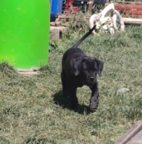 Cane Corso Italiano Welpe kaufen