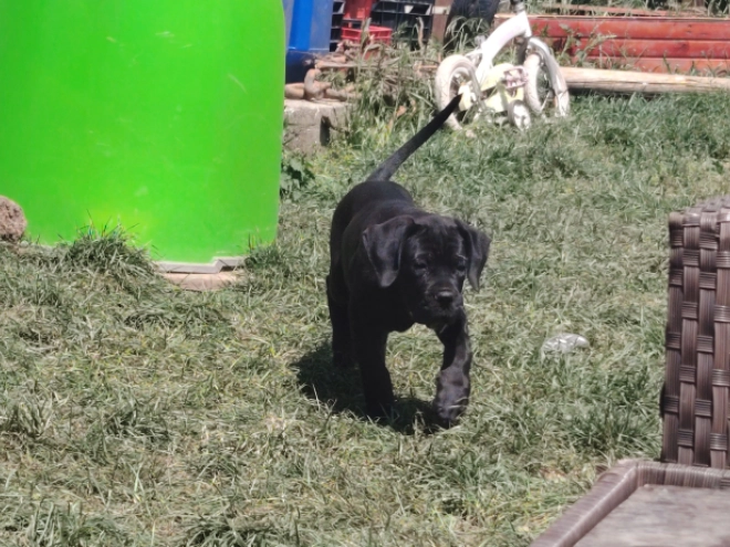 Cane Corso Italiano Welpe kaufen