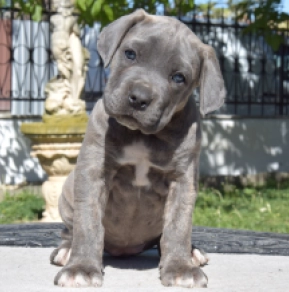 Cane Corso Italiano Welpe kaufen