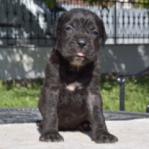Cherle, black Italian Mastiff for sale