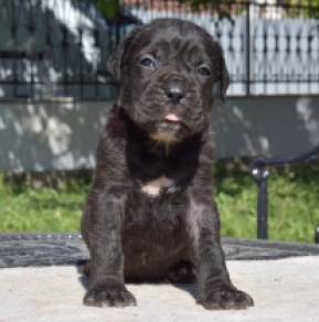 Cane Corso Italiano Welpe kaufen