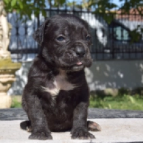 Diva, black Italian Mastiff for sale