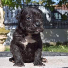 Cane Corso Italiano Welpe kaufen