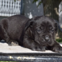 Gelato, black Italian Mastiff for sale