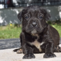 Raquel, black Italian Mastiff for sale