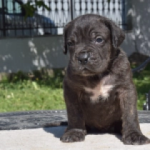 Bacchus, brindle Italian Mastiff for sale