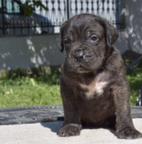 Cane Corso Italiano Welpe kaufen