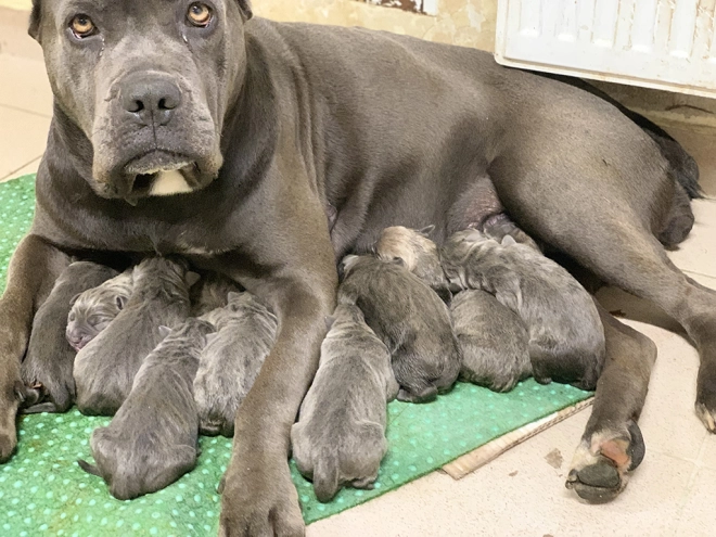 Italian Mastiff puppy for sale