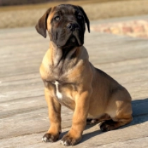Perros Mastín Italiano en venta