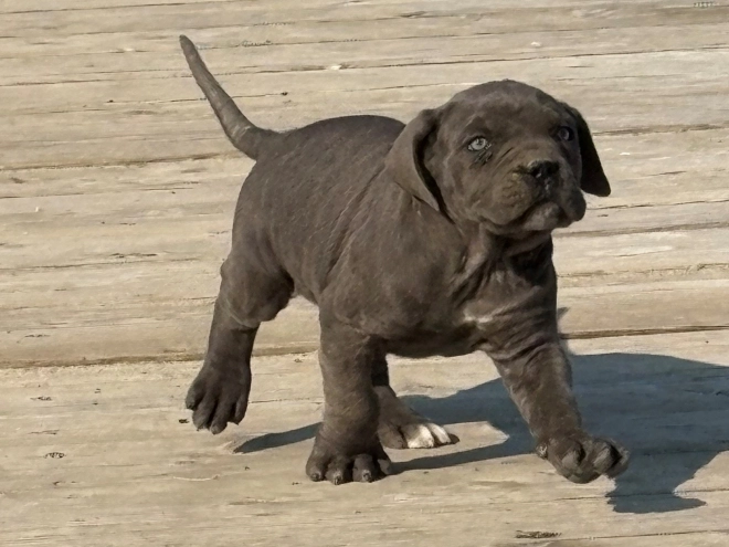 Italian Mastiff puppy for sale