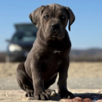 Perros Mastín Italiano en venta