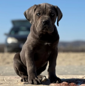 Italian Mastiff puppy for sale