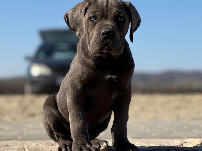 Italian Mastiff puppy for sale