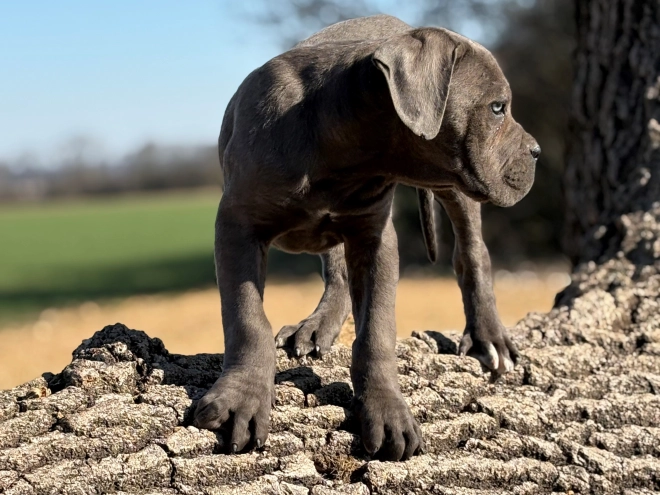 Italian Mastiff puppy for sale
