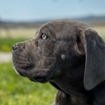 Italian Mastiff puppy for sale