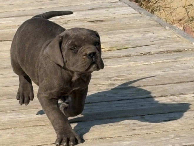 Italian Mastiff puppy for sale