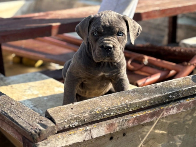 Italian Mastiff puppy for sale