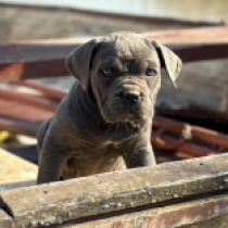 Perros Mastín Italiano en venta
