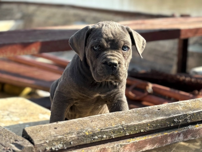 Italian Mastiff puppy for sale