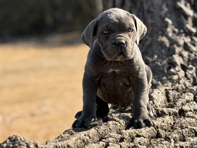 Italian Mastiff puppy for sale