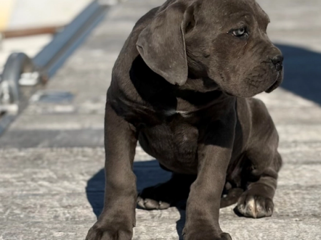 Italian Mastiff puppy for sale