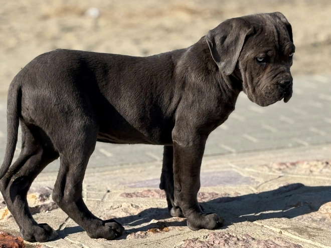 Italian Mastiff puppy for sale