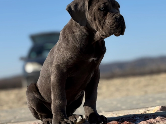 Italian Mastiff puppy for sale
