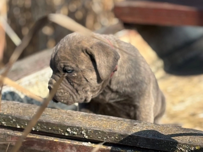 Italian Mastiff puppy for sale