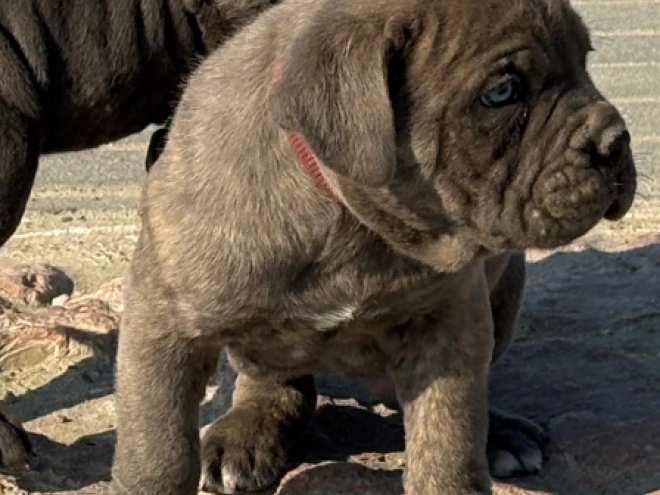 Italian Mastiff puppy for sale