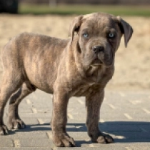 Perros Mastín Italiano en venta