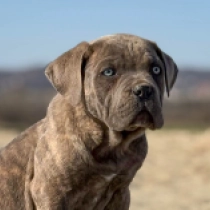 Italian Mastiff puppy for sale
