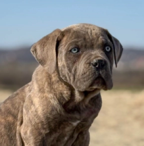 Perros Mastín Italiano en venta