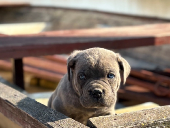 Italian Mastiff puppy for sale